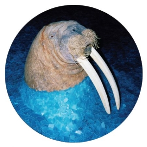 Tross - Walrus Ep (Pic Disc) ryhmässä VINYYLI @ Bengans Skivbutik AB (1972011)