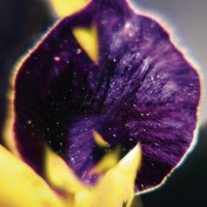 Fis - From Patterns To Details ryhmässä VINYYLI @ Bengans Skivbutik AB (2057156)