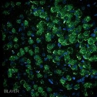 Bilayer - Bilayer ryhmässä CD @ Bengans Skivbutik AB (3522485)