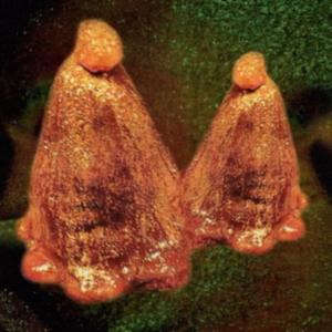 Black To Comm - Oocyte Oil & Stolen Androgens ryhmässä VINYYLI @ Bengans Skivbutik AB (3905130)