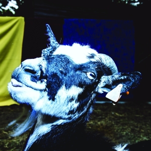 Barely Autumn - Day Trip To The Petting Zoo ryhmässä VINYYLI @ Bengans Skivbutik AB (3927885)