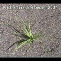 Schmeckenbecher Erich - 2007 ryhmässä CD @ Bengans Skivbutik AB (4265384)