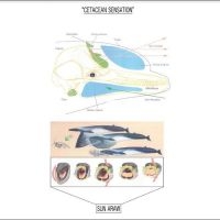 Sun Araw - Cetacean Sensation ryhmässä ME SUOSITTELEMME / Perjantain julkaisut / Fredag den 28:e Juni 2024 @ Bengans Skivbutik AB (5550000)