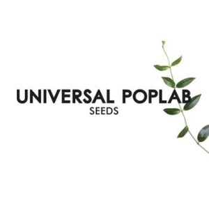 Universal Poplab - Seeds ryhmässä CD / Pop @ Bengans Skivbutik AB (674055)