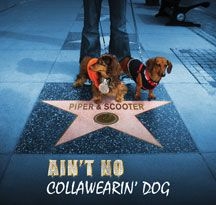 Piper & Scooter - Ain't No Collawearin' Dog ryhmässä ME SUOSITTELEMME / Joululahjavinkki: CD @ Bengans Skivbutik AB (2396880)