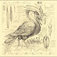 Reid Sarah Belle & Golia Vinny - Accidental Ornithology